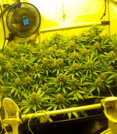 Семена сорта Black Russian fem (Delicious Seeds)