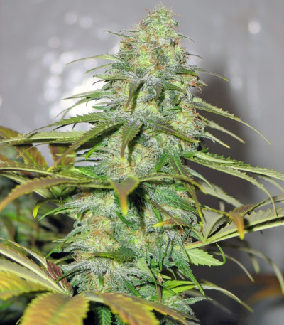 Семена сорта Californian Orange fem (Dutch Passion)