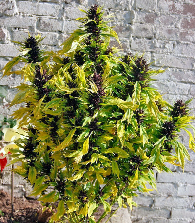 Сорт конопли Frisian Duck