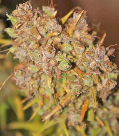 Семена сорта Grapefruit auto fem (FastBuds)