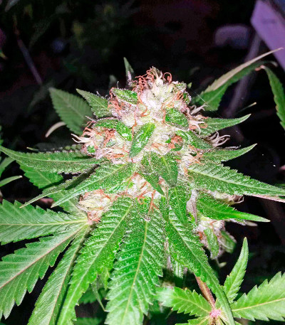 Семена сорта Mataro Blue fem