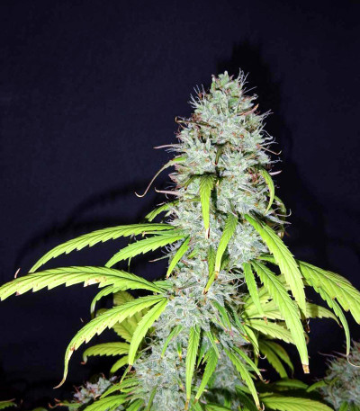 Семена сорта Wedding Cheesecake Auto fem (FastBuds)