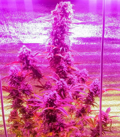 Семена сорта Bad Azz Kush fem