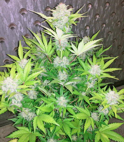 Семена сорта Kalashnikova Auto fem