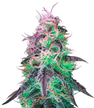 Семена сорта BlackJack fem (Nirvana Seeds)