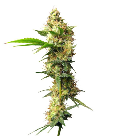 Семена сорта Urban Poison fem (Nirvana Seeds)