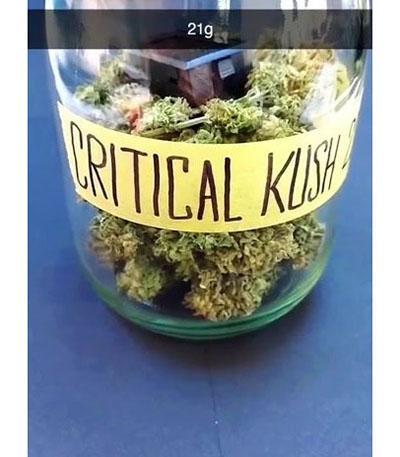 Семена сорта Critical Kush fem (Barney's Farm)