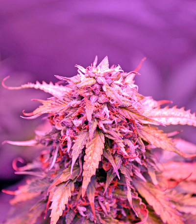 Семена сорта Auto Northern Lights fem (00 Seeds)