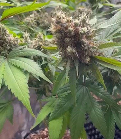 Семена сорта Ayahuasca Purple fem