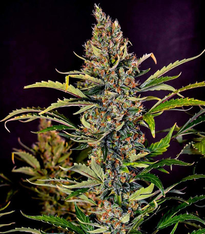 Семена сорта Gorilla Zkittlez Auto fem (FastBuds)