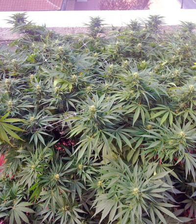 Семена каннабиса Moby Dick