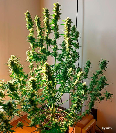 Семена сорта Auto Ak 2 fem (Семяныч)