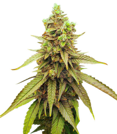 Семена сорта Bubba Kush fem