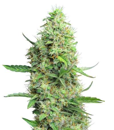 Семена сорта Easy Peasy Auto fem (Семяныч)