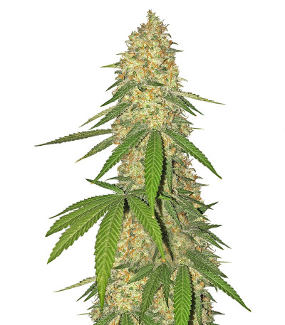 Super Glue fem Anesia Seeds
