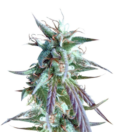 Семена сорта Kilimanjaro fem (World of Seeds)