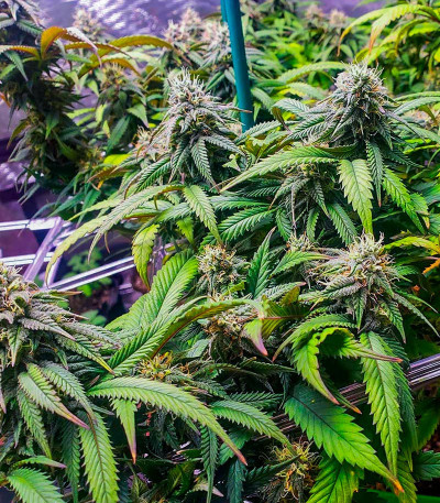 Семена сорта Bruce Banner #3 Auto fem (Herbies Seeds)