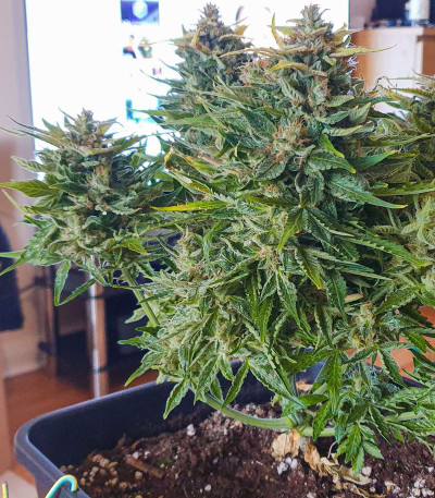 CBD Auto Charlotte’s Angel fem (Dutch Passion)