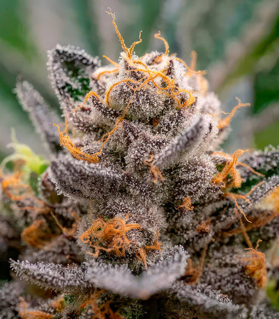 Семена сорта Frosted Fujis fem (Compound Genetics)