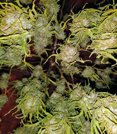 Семена сорта Pineapple Skunk fem (Humboldt Seeds)