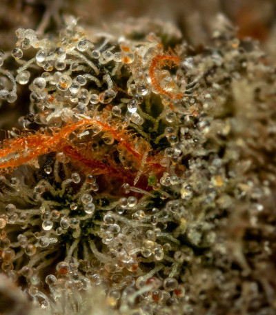 Семена сорта Poddy Mouth fem (Humboldt Seed Company)