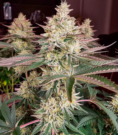 Семена сорта Zookies fem (7CH American)