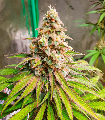 Семена конопли сорта Kush Mints Fast Version