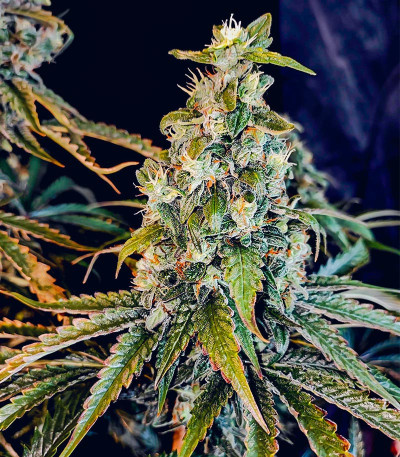 Семена сорта Lemon Citron fem (Humboldt Seed Organization)