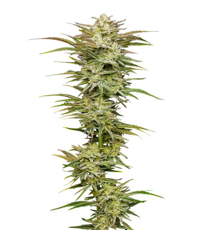 Семена сорта Jelly Donutz Auto fem от Humboldt Seed Company