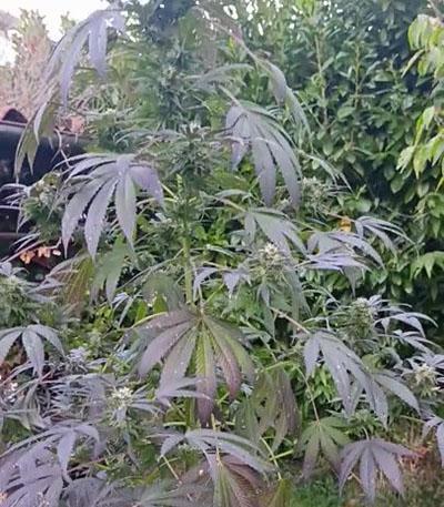 Семена сорта Bay Burger fem (Delicious Seeds)