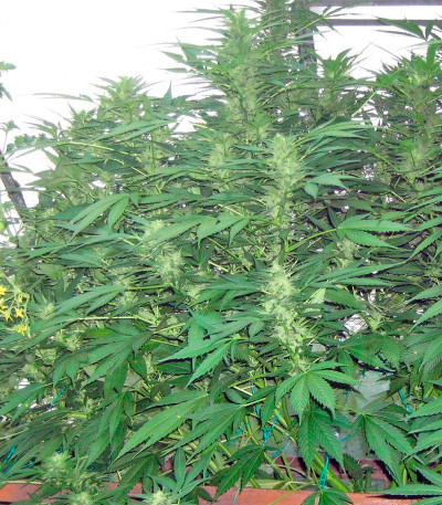 Семена сорта BCN Diesel Max Auto fem