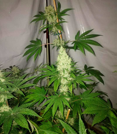 Семена сорта Big Tooth fem (Strain Hunters)