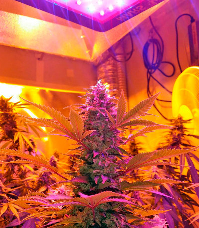 Семена сорта Strawberry Cake fem (Heavyweight Seeds)