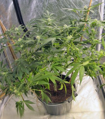 Сорт марихуаны Cream 47 fem 