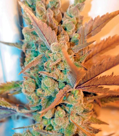 Семена сорта Deep Cheese fem (Dinafem Seeds)