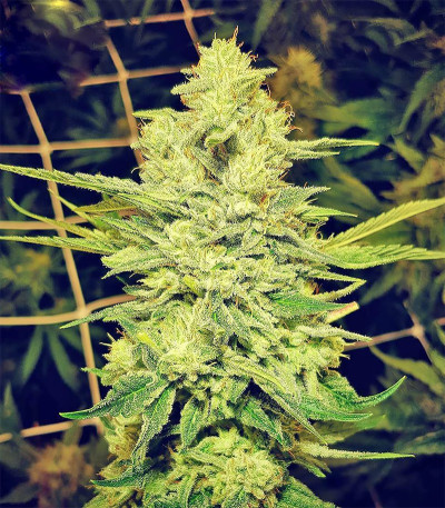 Семена сорта Royal Gorilla (Royal Queen Seeds)