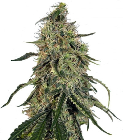 Семена сорта Grape Ape fem (Barney's Farm)