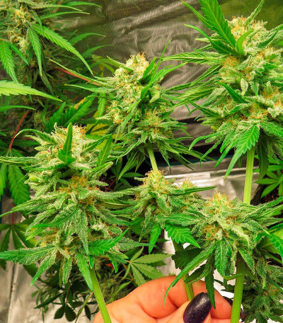 Семена сорта Katyusha fem (Kalashnikov Seeds)