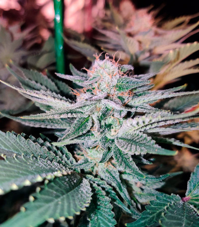 Семена сорта Monster Zkittles (Monster Genetics)