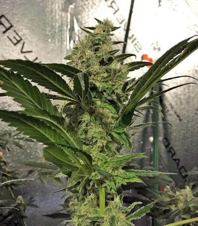 Семена сорта Muneka Rusa (Russian Doll) fem