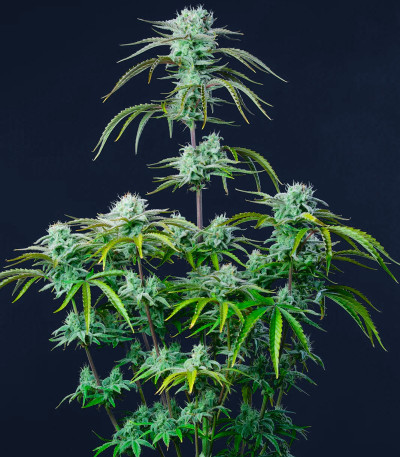 Семена сорта Strawberry Banana Auto fem (FastBuds)