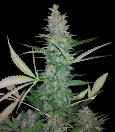 Семена сорта Maxi Haze auto fem