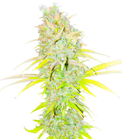 Семена сорта Candy Kush Fast Version fem (Easy Grow Seeds)