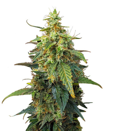 Семена сорта Fat Bastard Auto fem (Blimburn Seeds)
