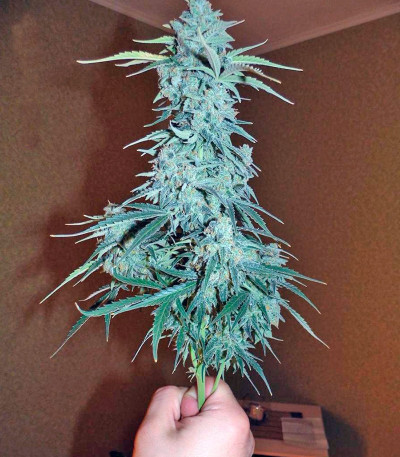 Семена сорта Auto Wappa fem (Paradise Seeds)