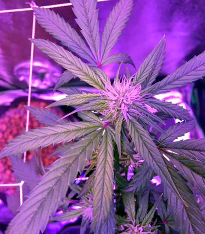 Семена сорта Blue Mystic Automatic (Blueberry Auto) fem (Nirvana Seeds)