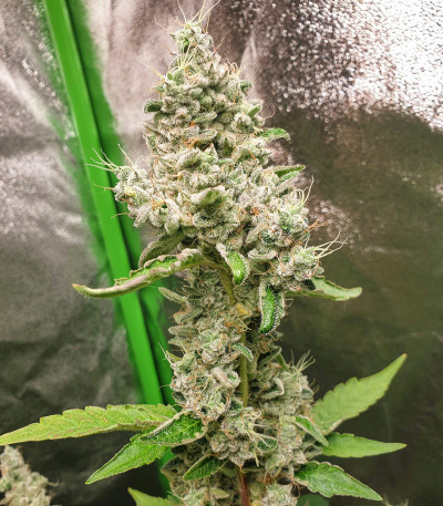 Семена сорта Cookies USA fem (Pyramid Seeds)
