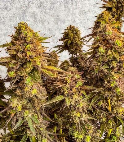 Семена сорта Watermelon Zum Zum fem (UKHTA)