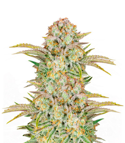 Семена сорта Bruce Banner Auto fem