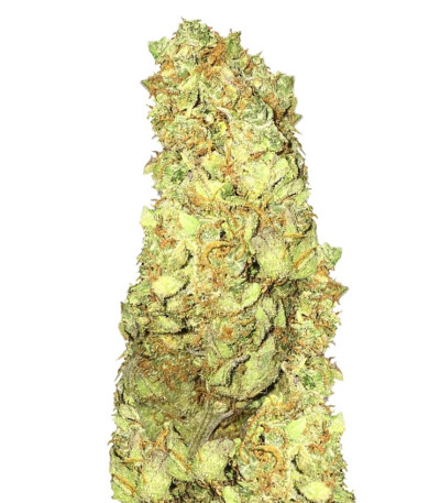 Семена сорта Cold Thunder fem (Sumo Seeds)